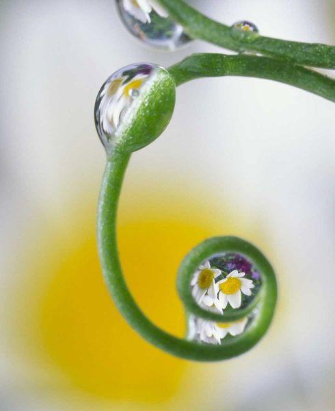 Dew on pea tendril reflecting daisy flowers